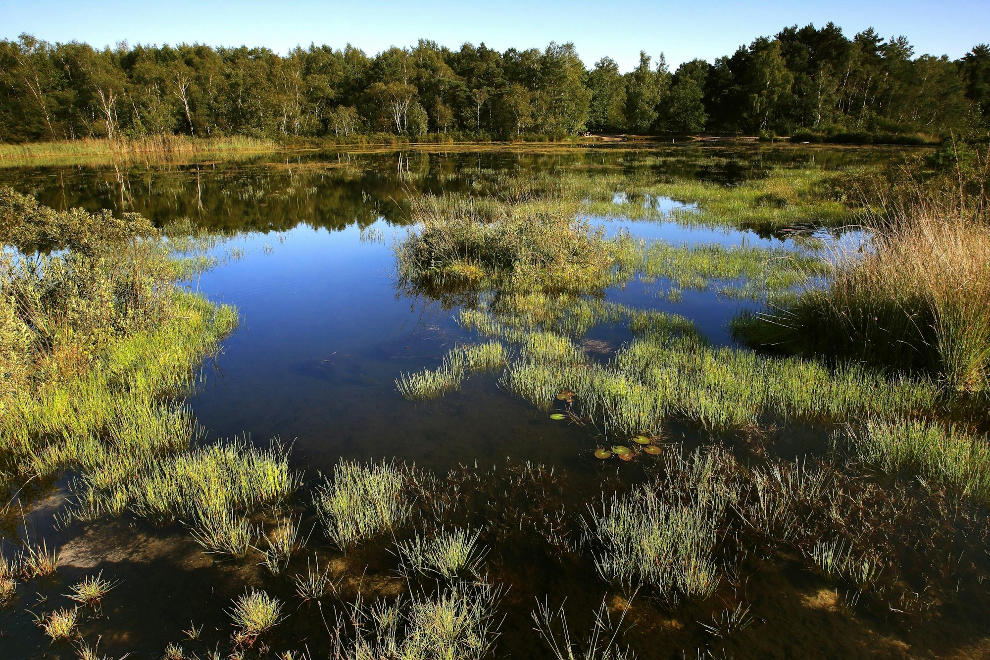 Hoge Kempen BE NAtionalpark imago blickwinkel