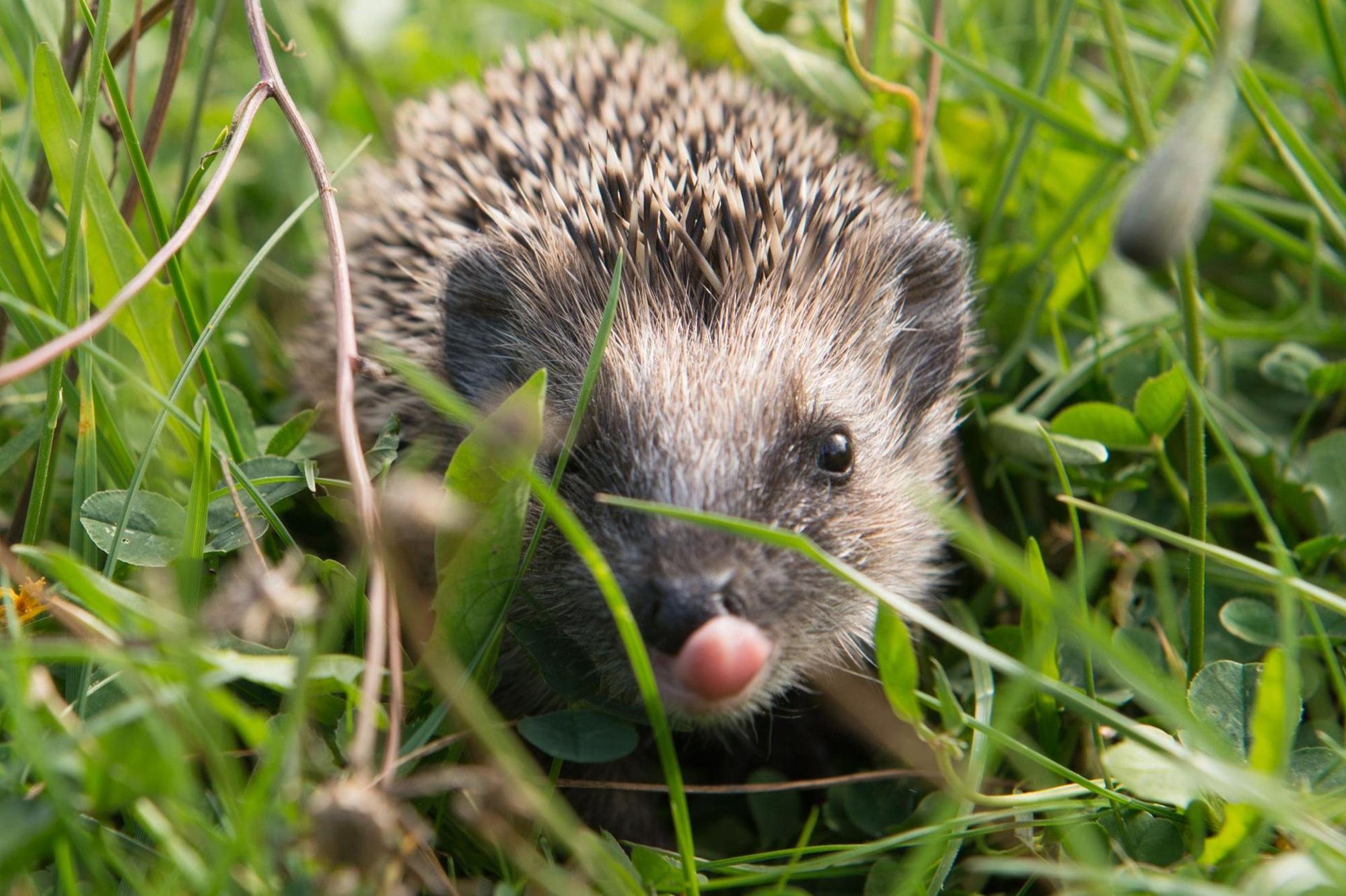 KINA_Auf_kleine_Igel_67296131