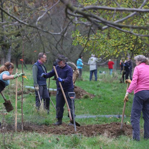 baumpflanzungen_streuobstwiese_oberdollendorf