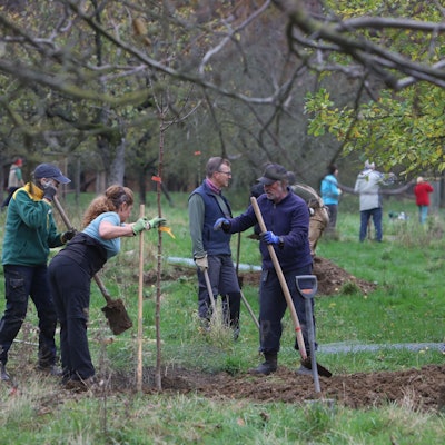 baumpflanzungen_streuobstwiese_oberdollendorf
