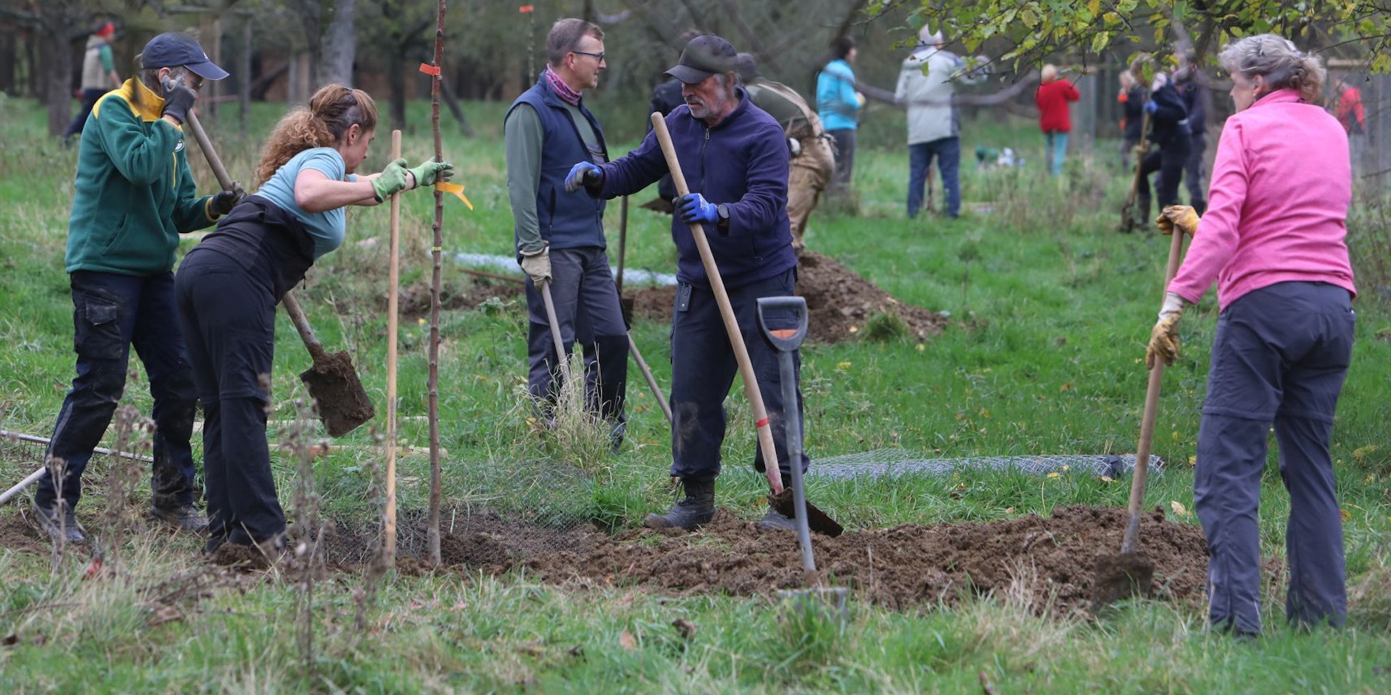 baumpflanzungen_streuobstwiese_oberdollendorf