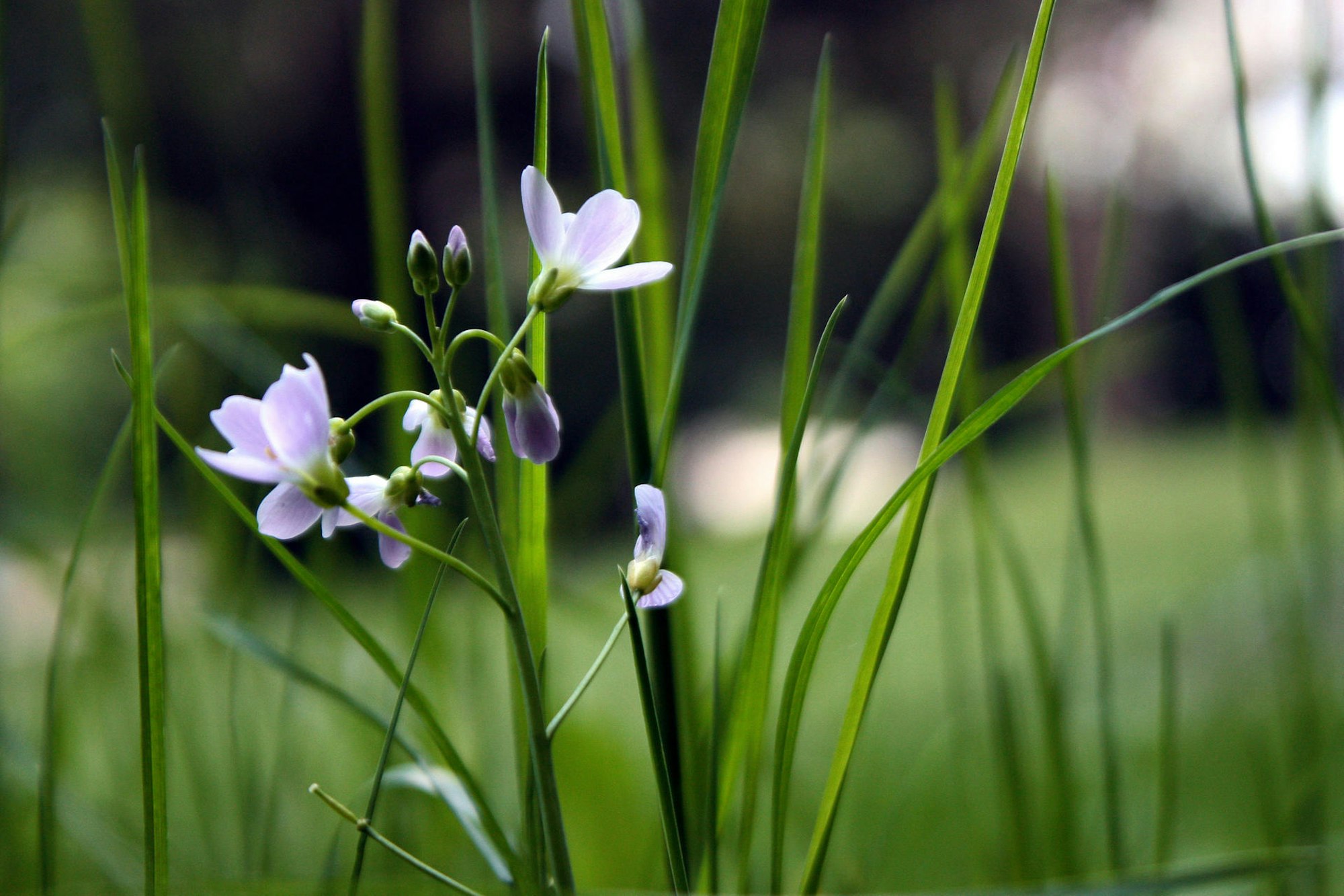 blüte wiese