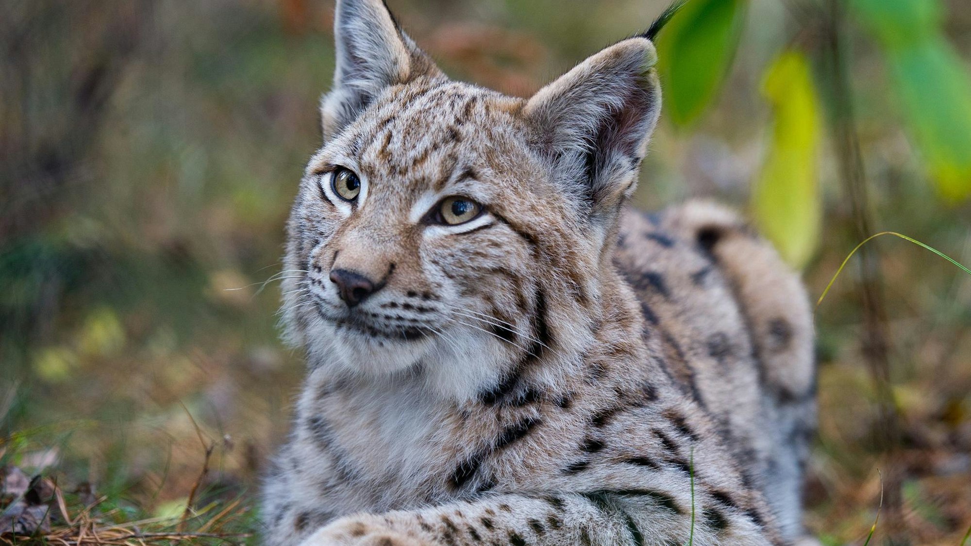 Ein Luchs in freier Natur