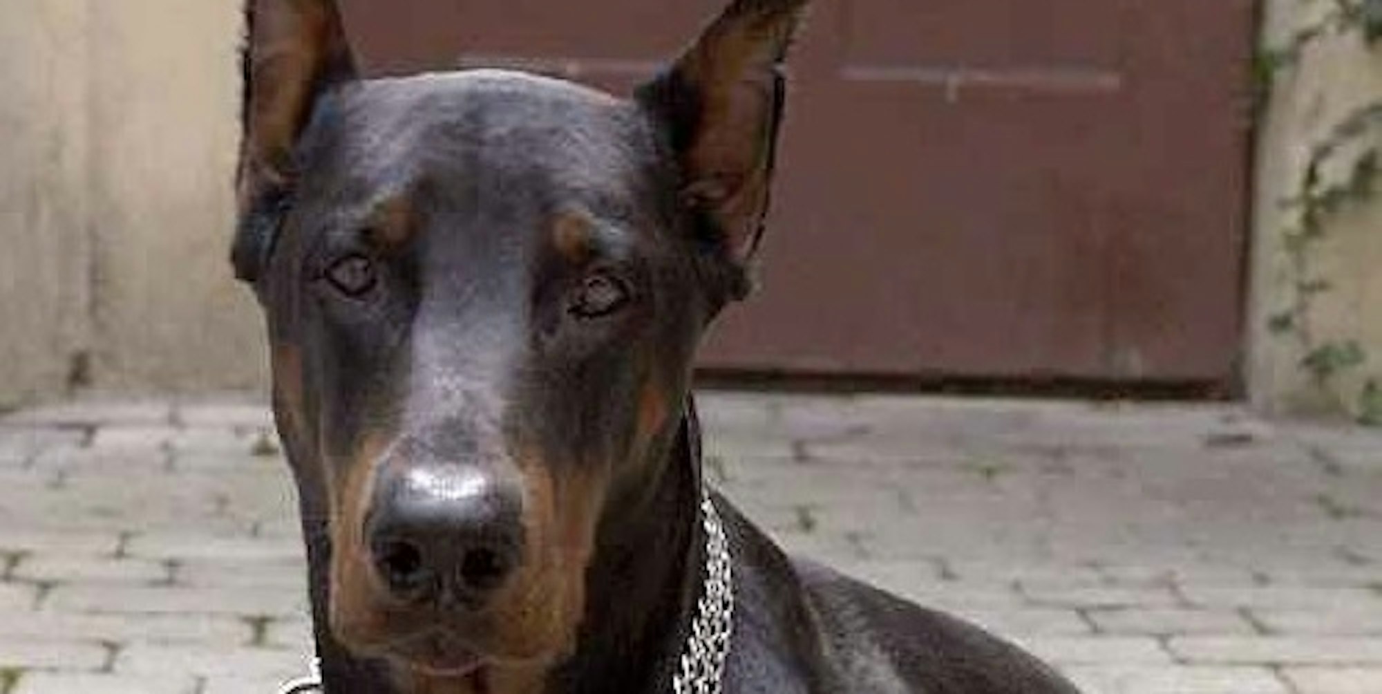 Dobermann Symbolbild