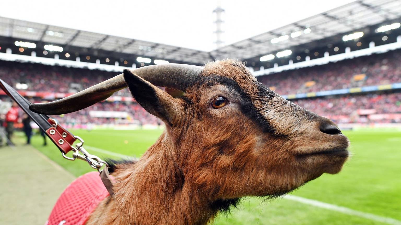 Das FC-Maskottchen Hennes im Stadion (Archivbild)