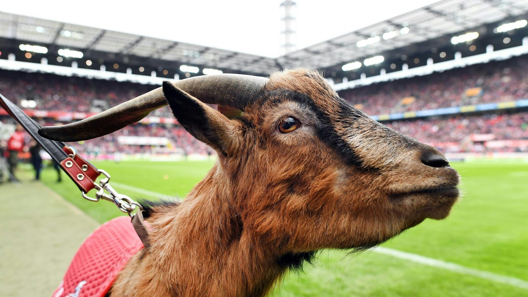 Das FC-Maskottchen Hennes im Stadion (Archivbild)