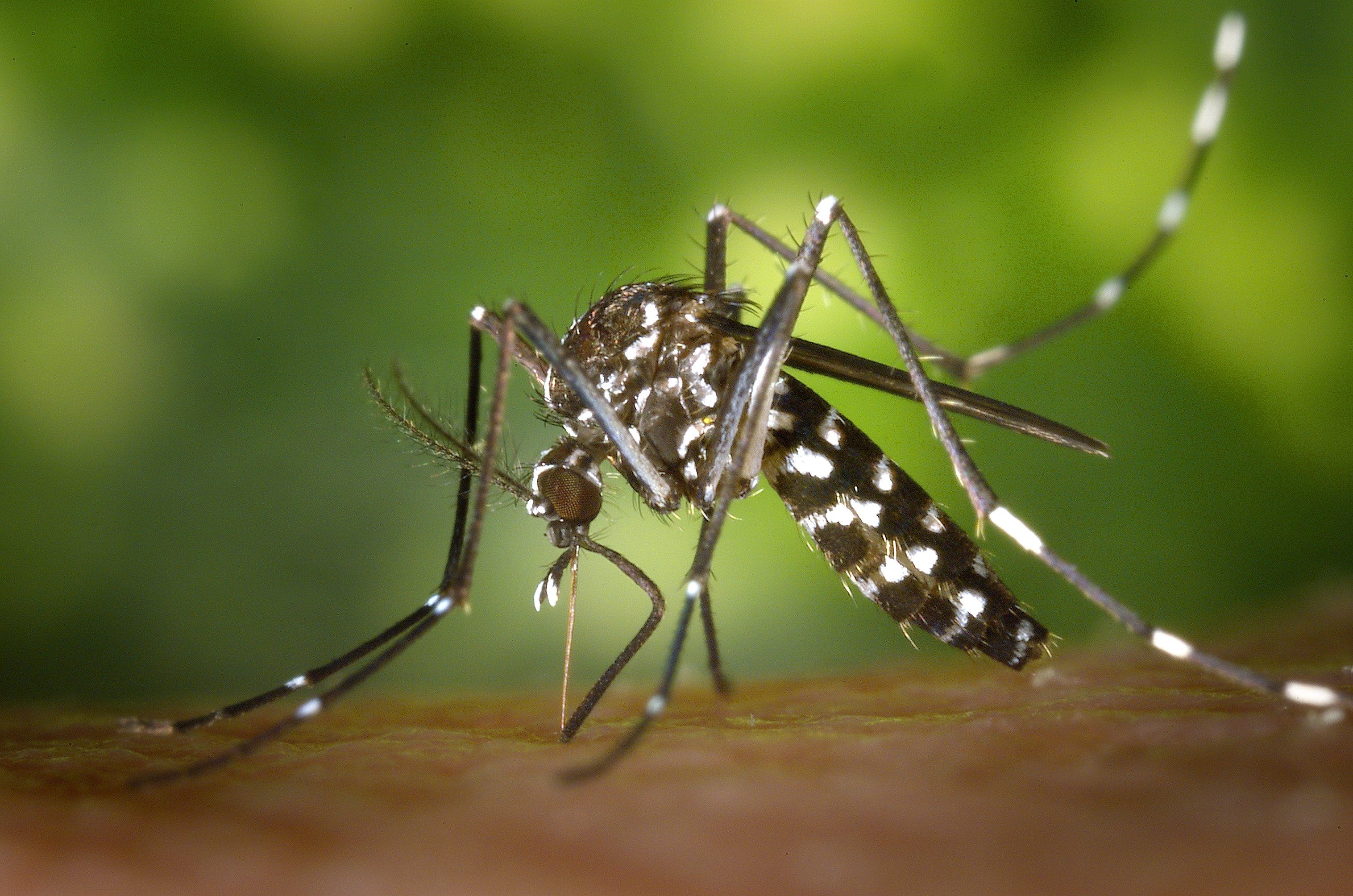 Malaria und Herpatitis