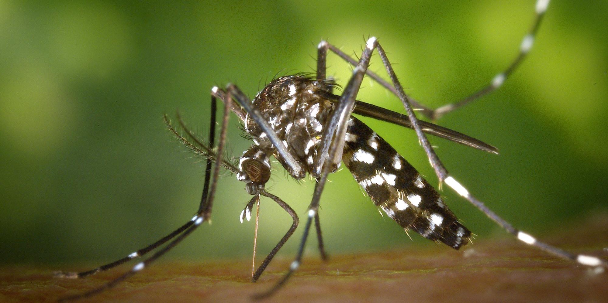 Malaria und Herpatitis