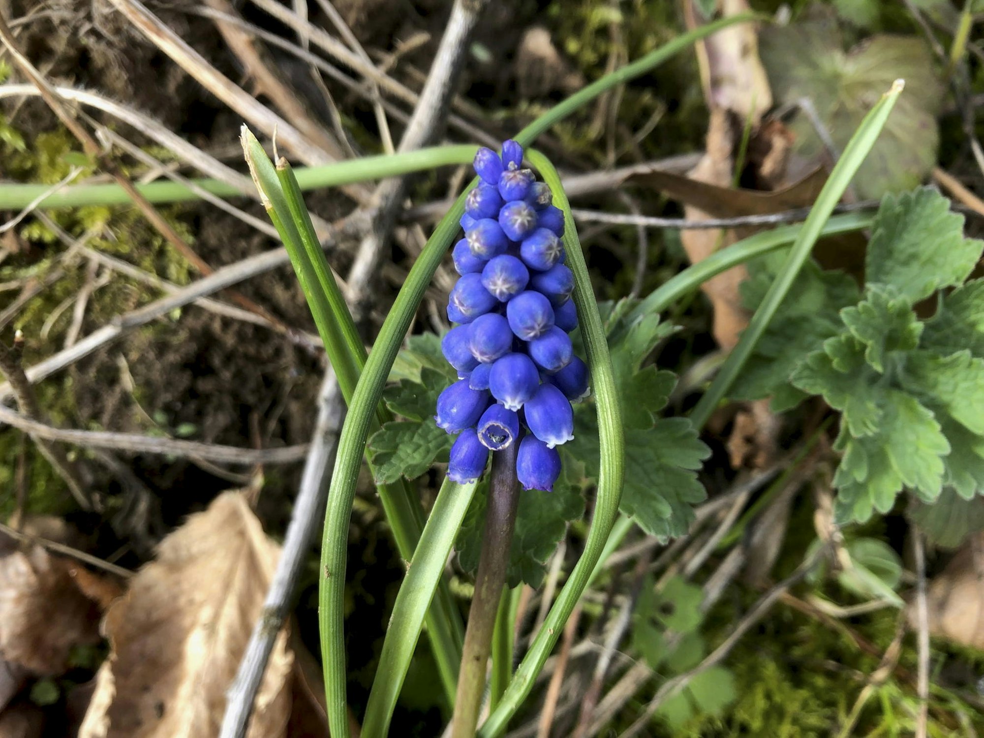 Gartenkalender April Grönert1