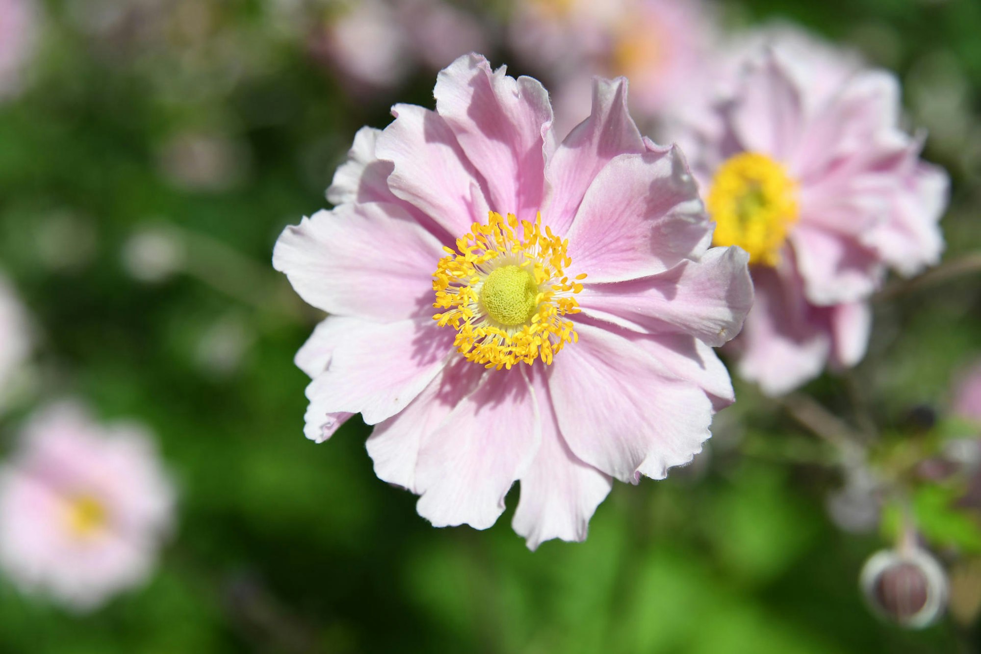 Bluehende_Fruehlingsboten dpa rosa