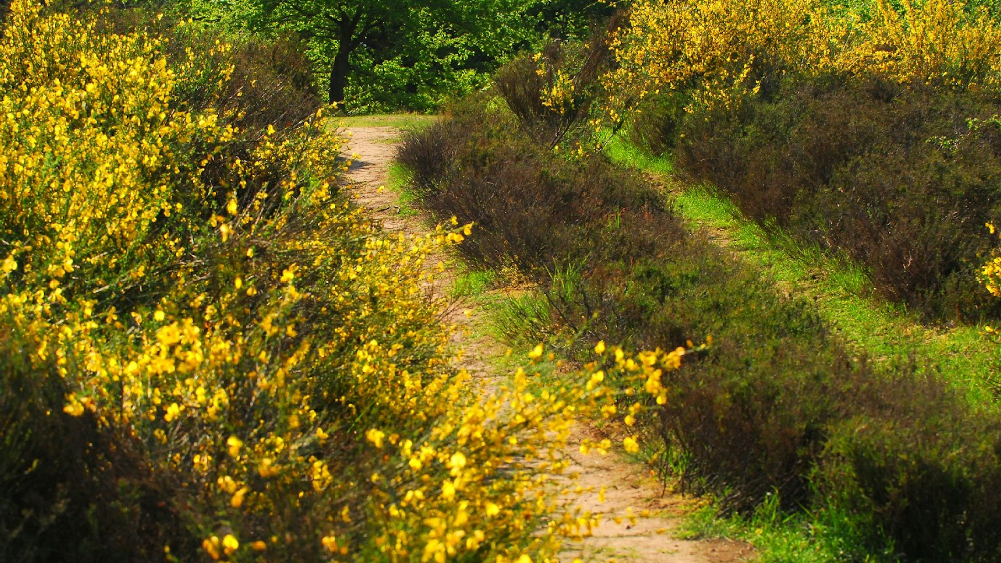 Ginsterblüte in der Wahner Heide.
