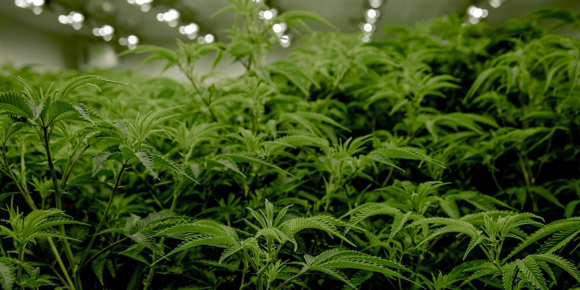 Cannabis Plantage Symbolbild