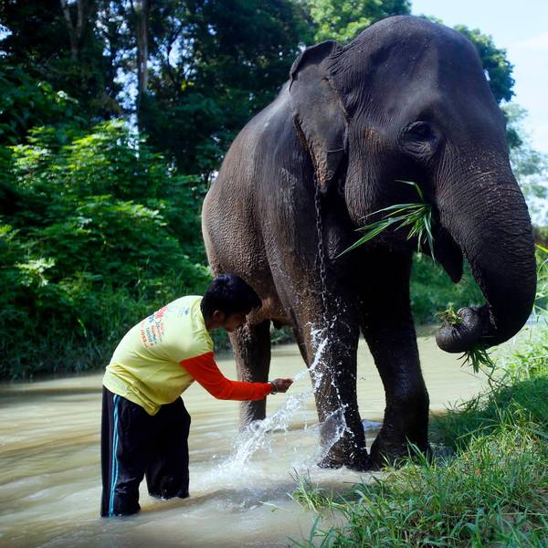 Pfleger Sumatra-Elefant