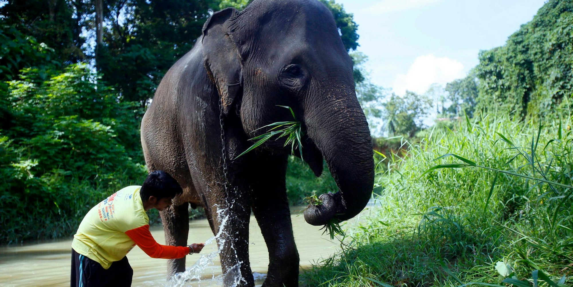 Pfleger Sumatra-Elefant