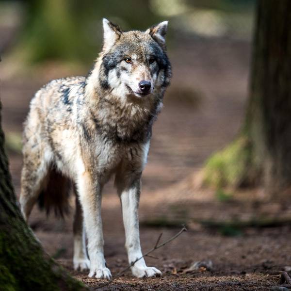 Wolf_Symbolbild (1)