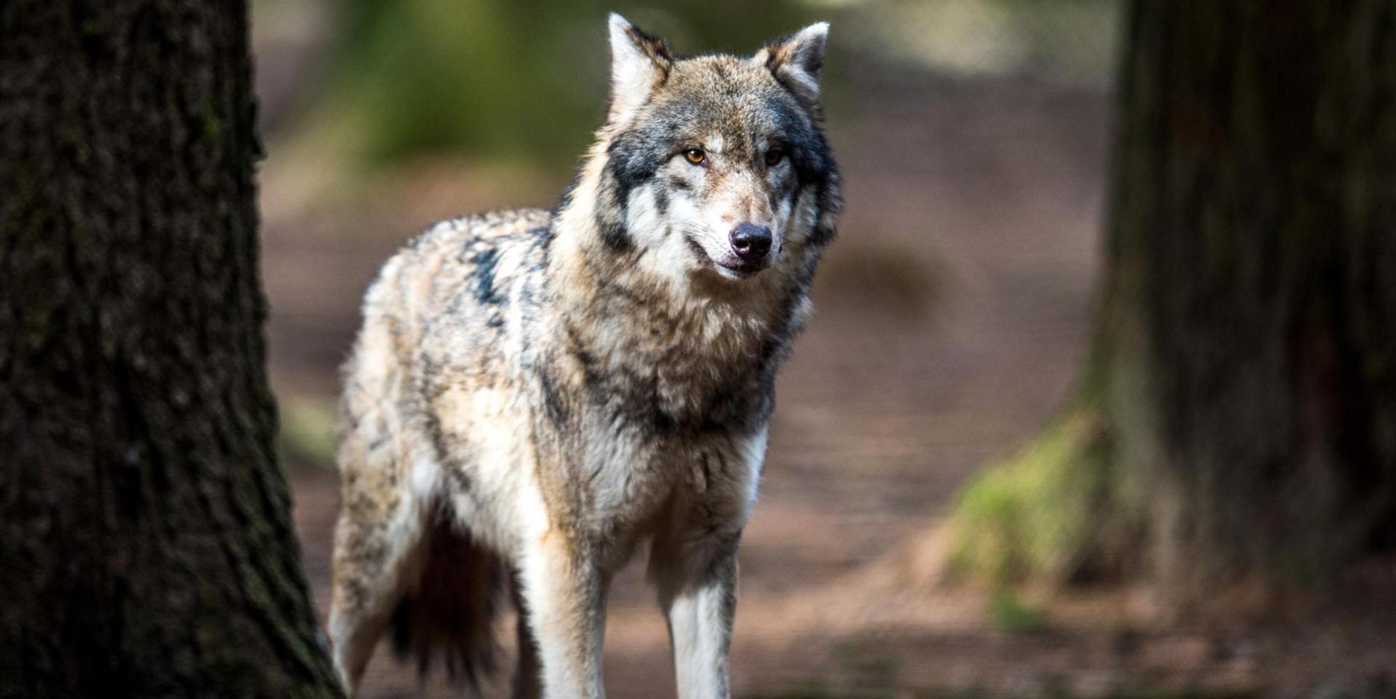 Wolf_Symbolbild (1)