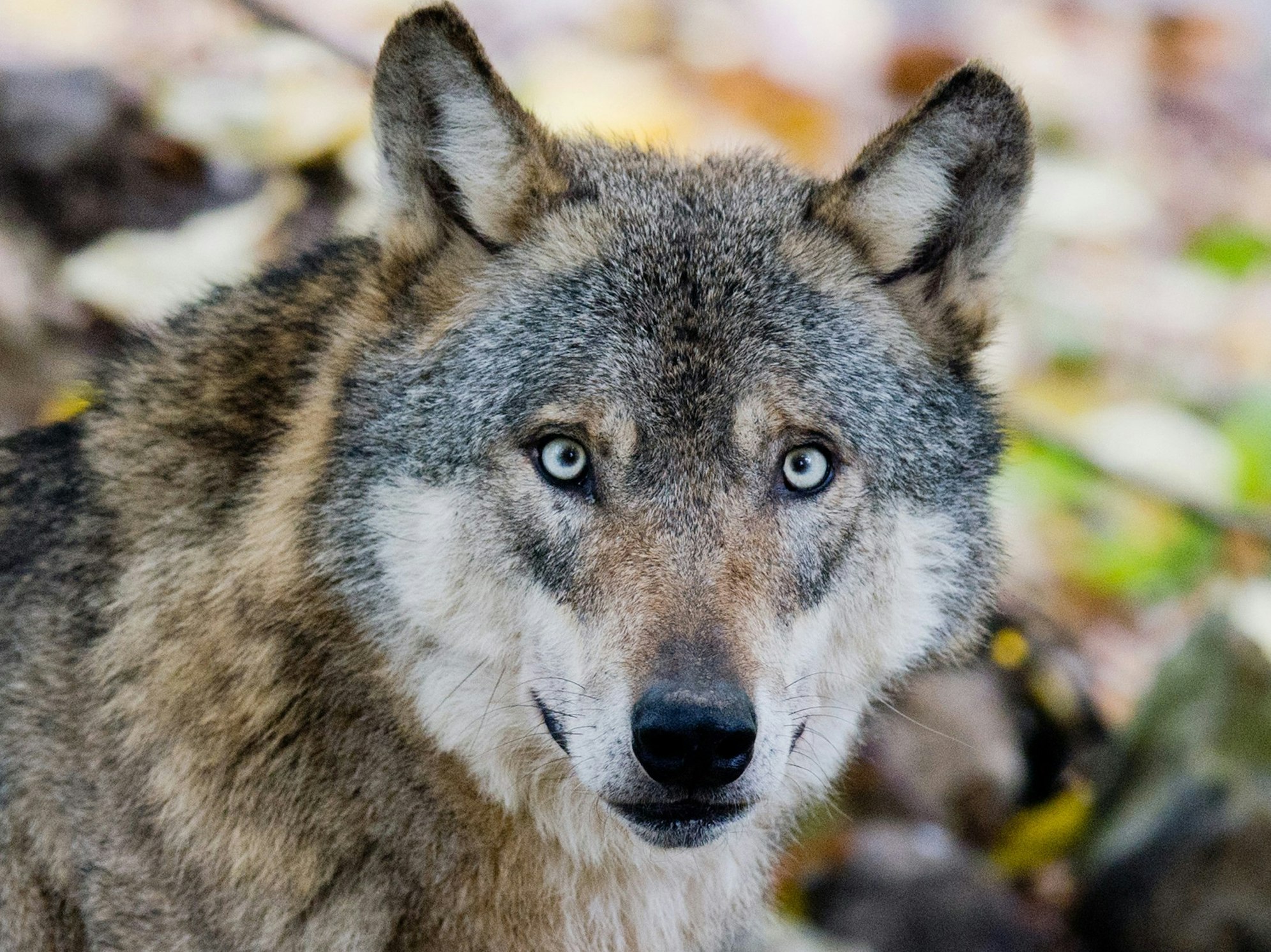 Wolf