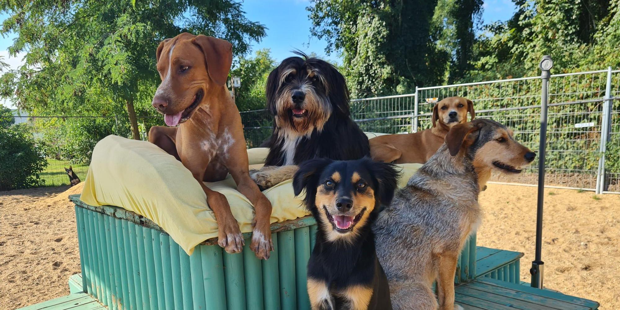 Friedas_hundebetreuung_3
