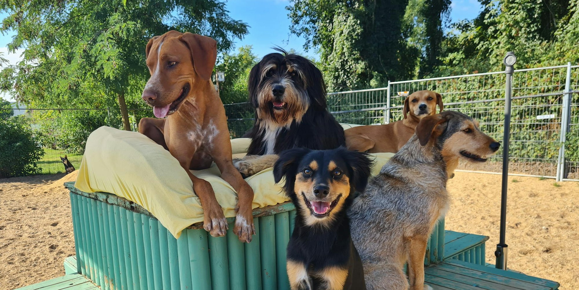 Friedas_hundebetreuung_3