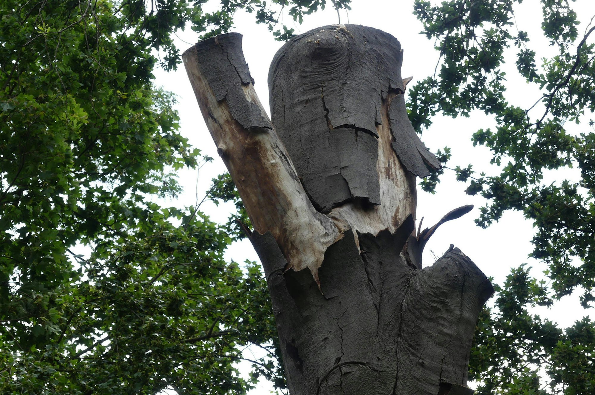 roes-baumdenkmaeler-005