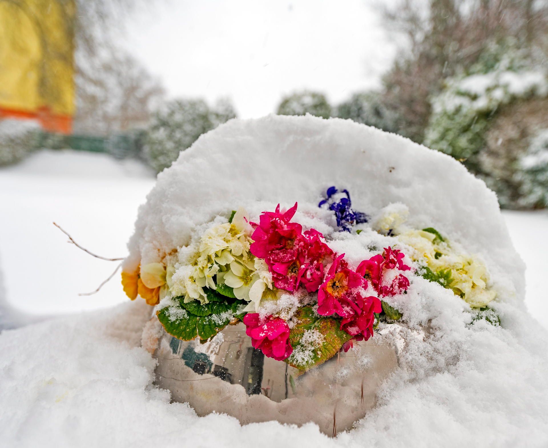 20210407_ar_Primeln_im_Schnee