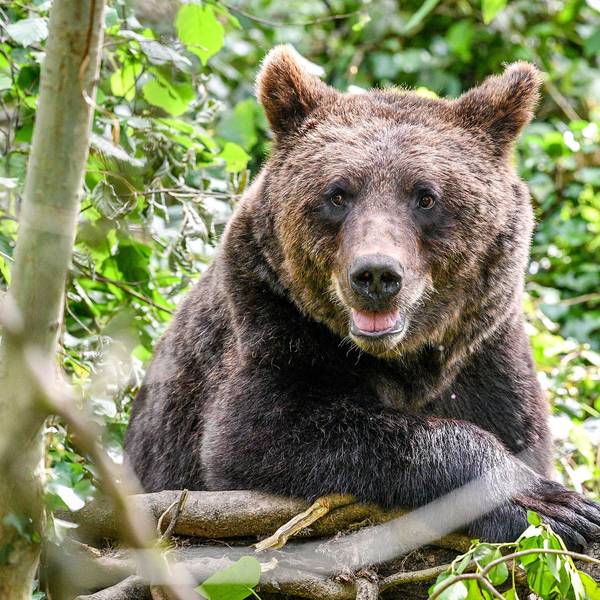 Braunbär Bayern Symbol