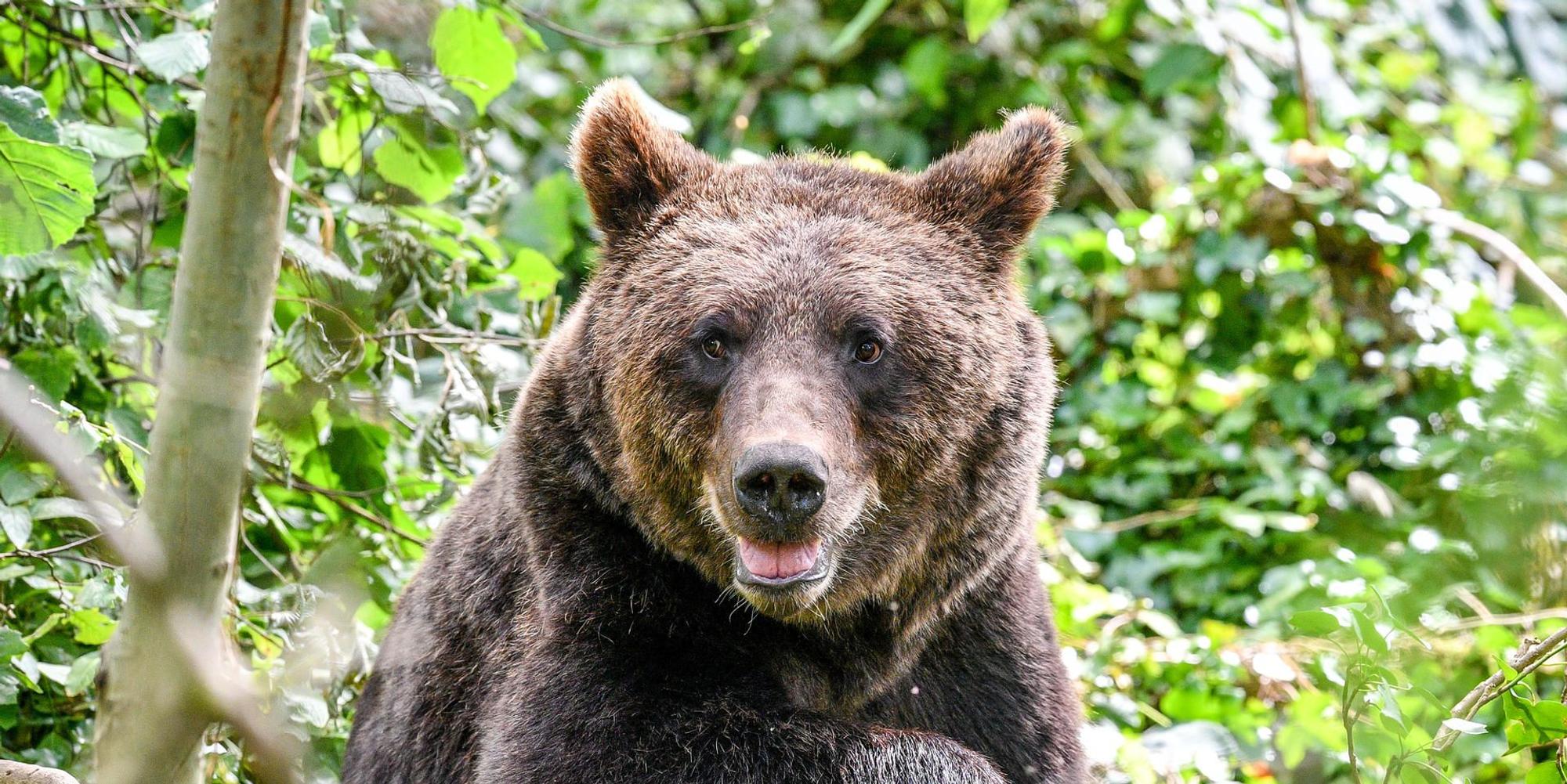 Braunbär Bayern Symbol