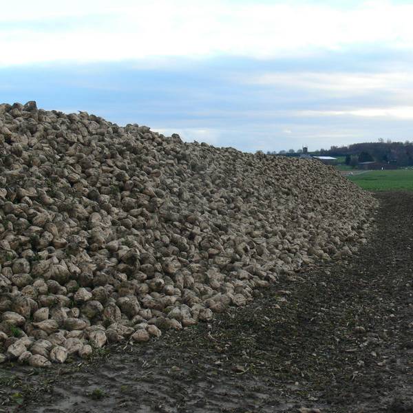 Rübenernte Rhein-Erft