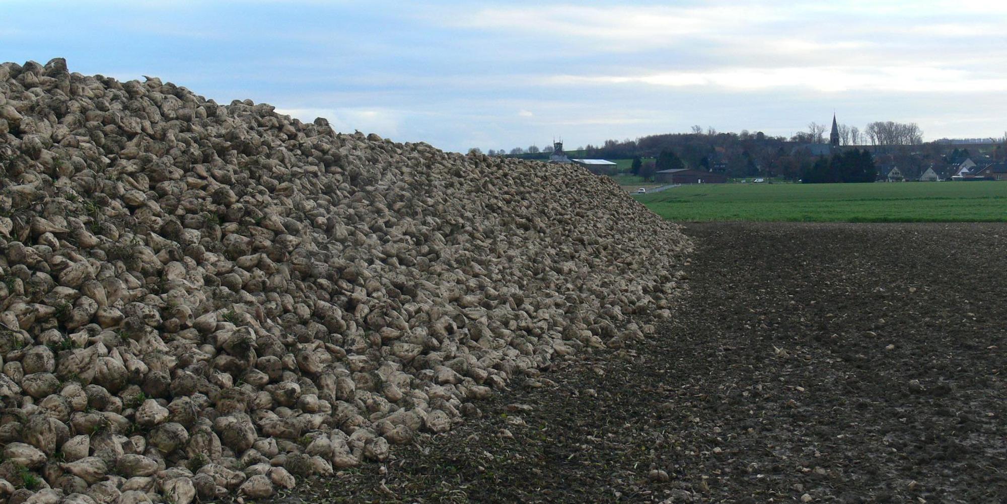 Rübenernte Rhein-Erft