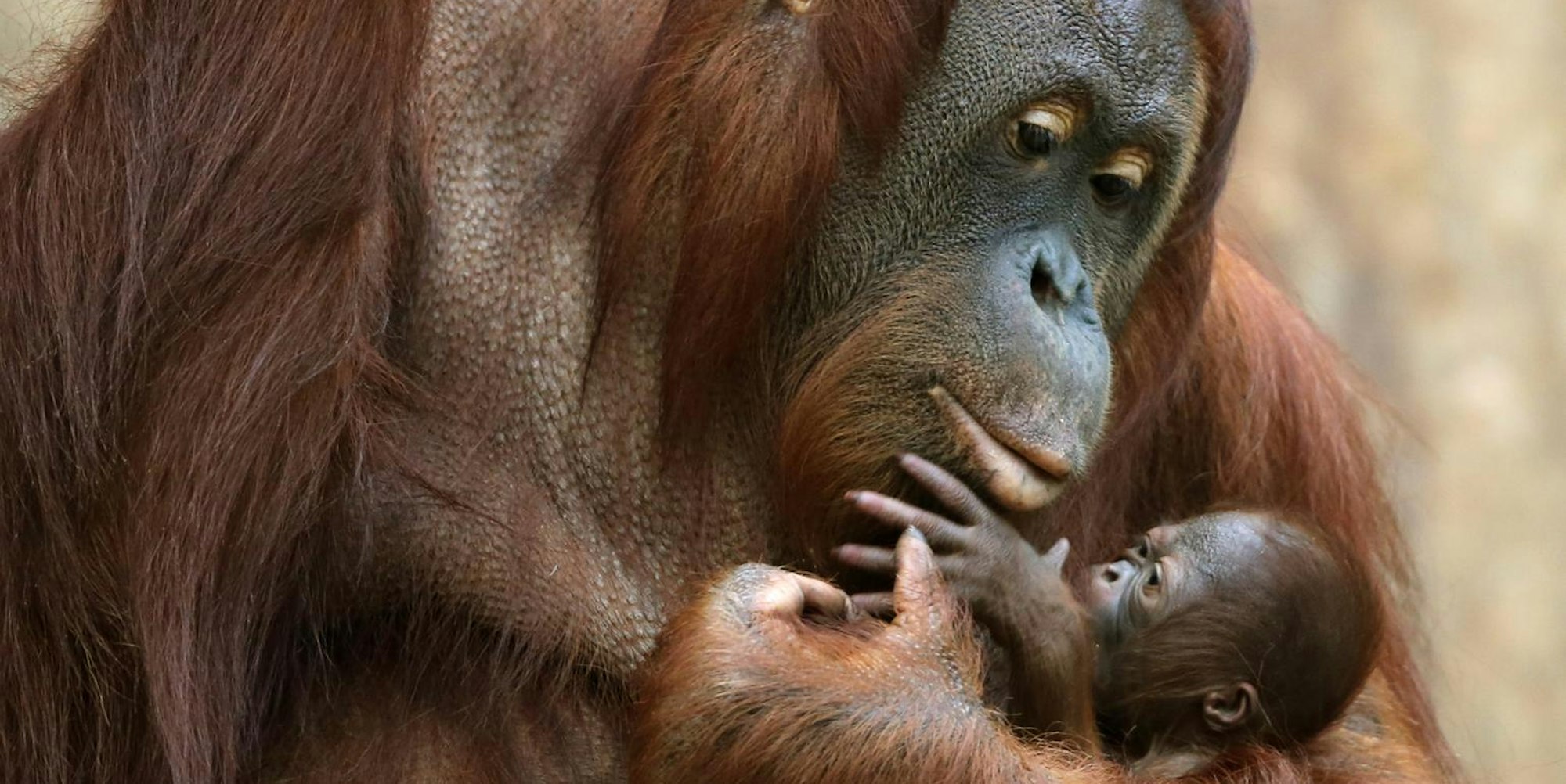 Krefeld_Brand_Orang-Utan