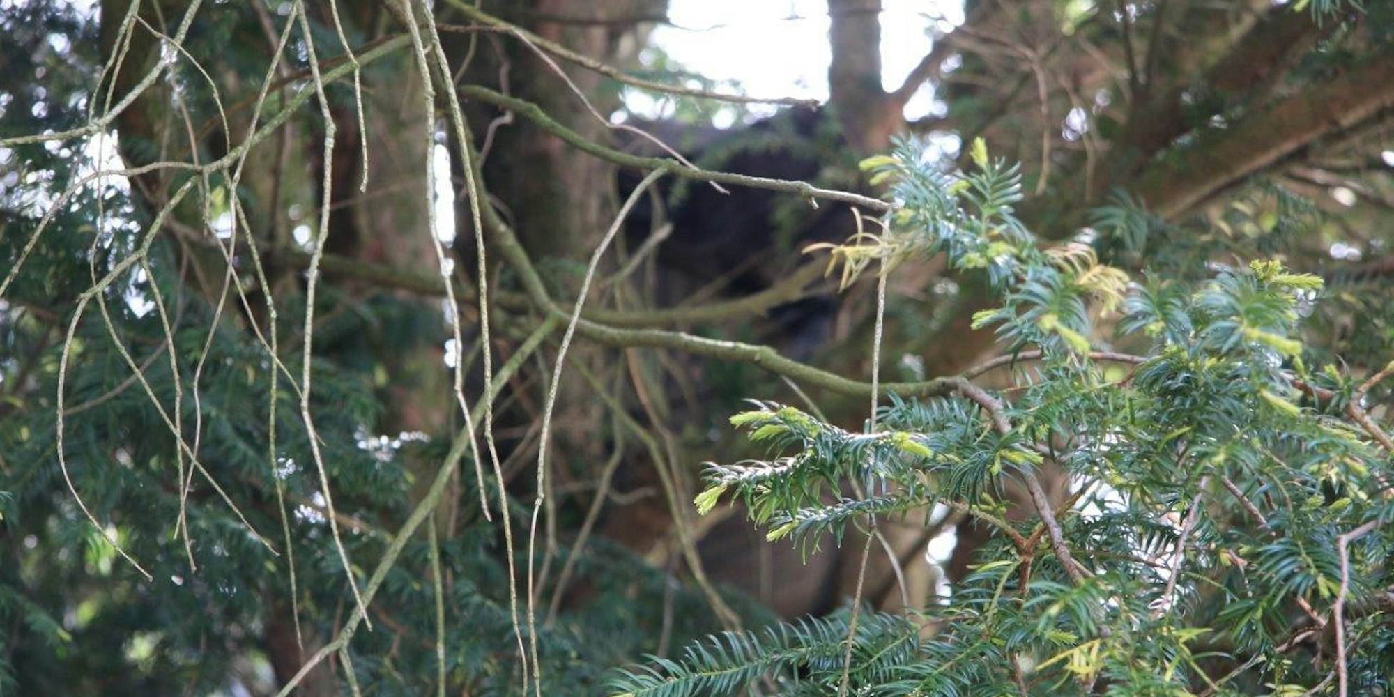 Baum in Mönchengladbach