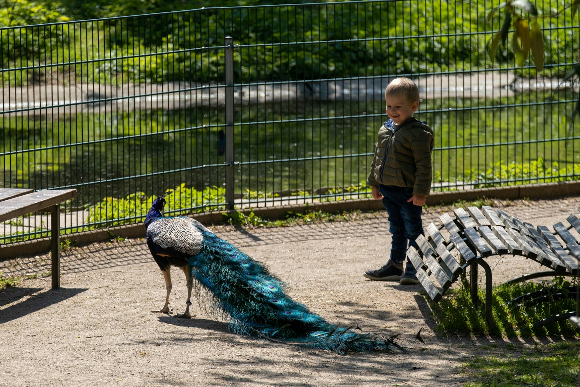GA_Zoo_Neuwied_Pfau