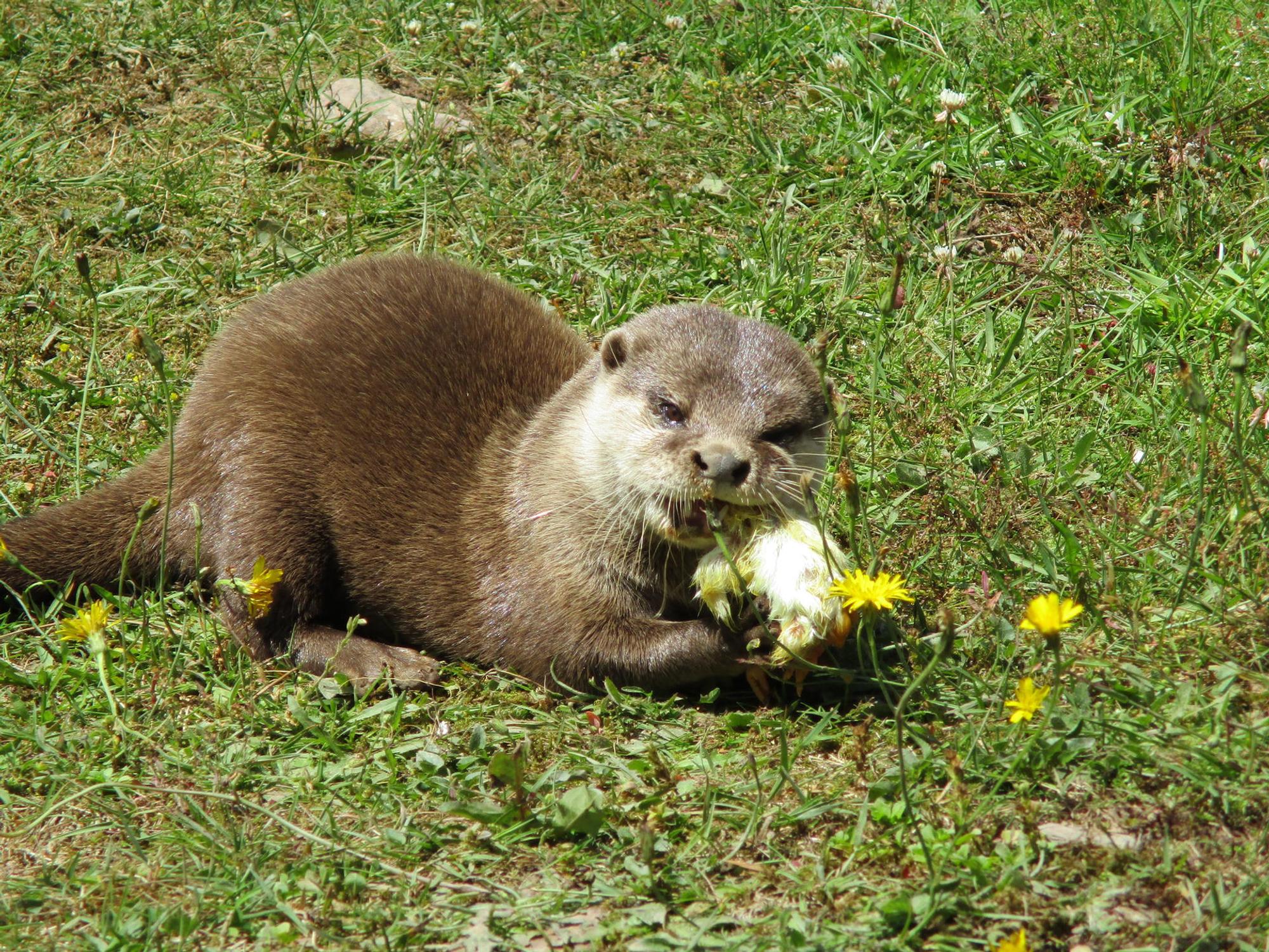 Wildfreigehege Otter2