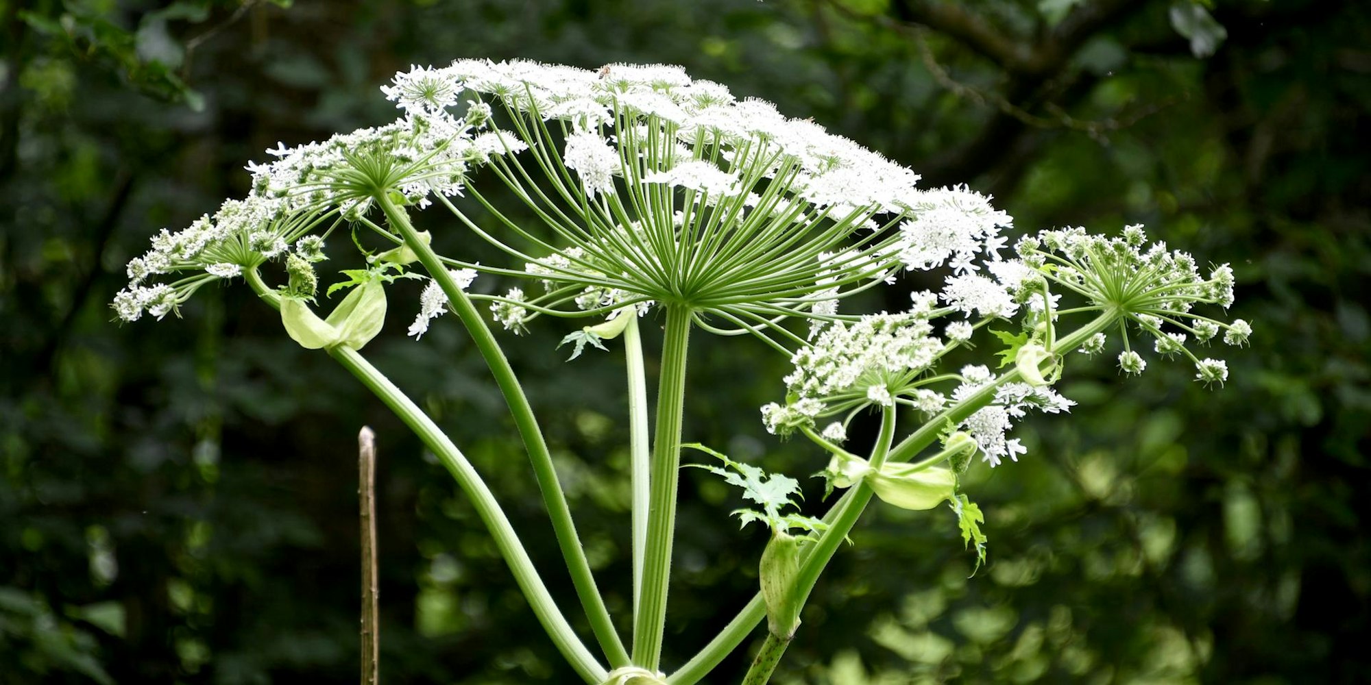Blüte eines Riesenbärenklau