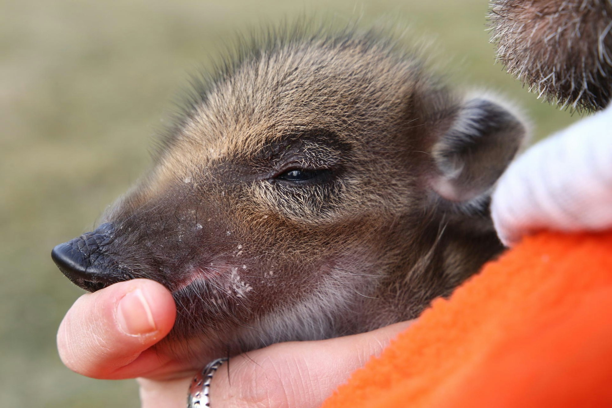 He_Wunsch_Frischling_12