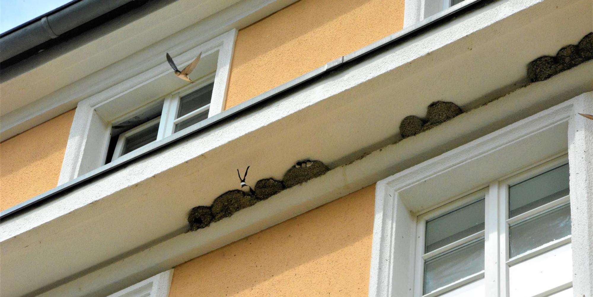 Mehlschwalben