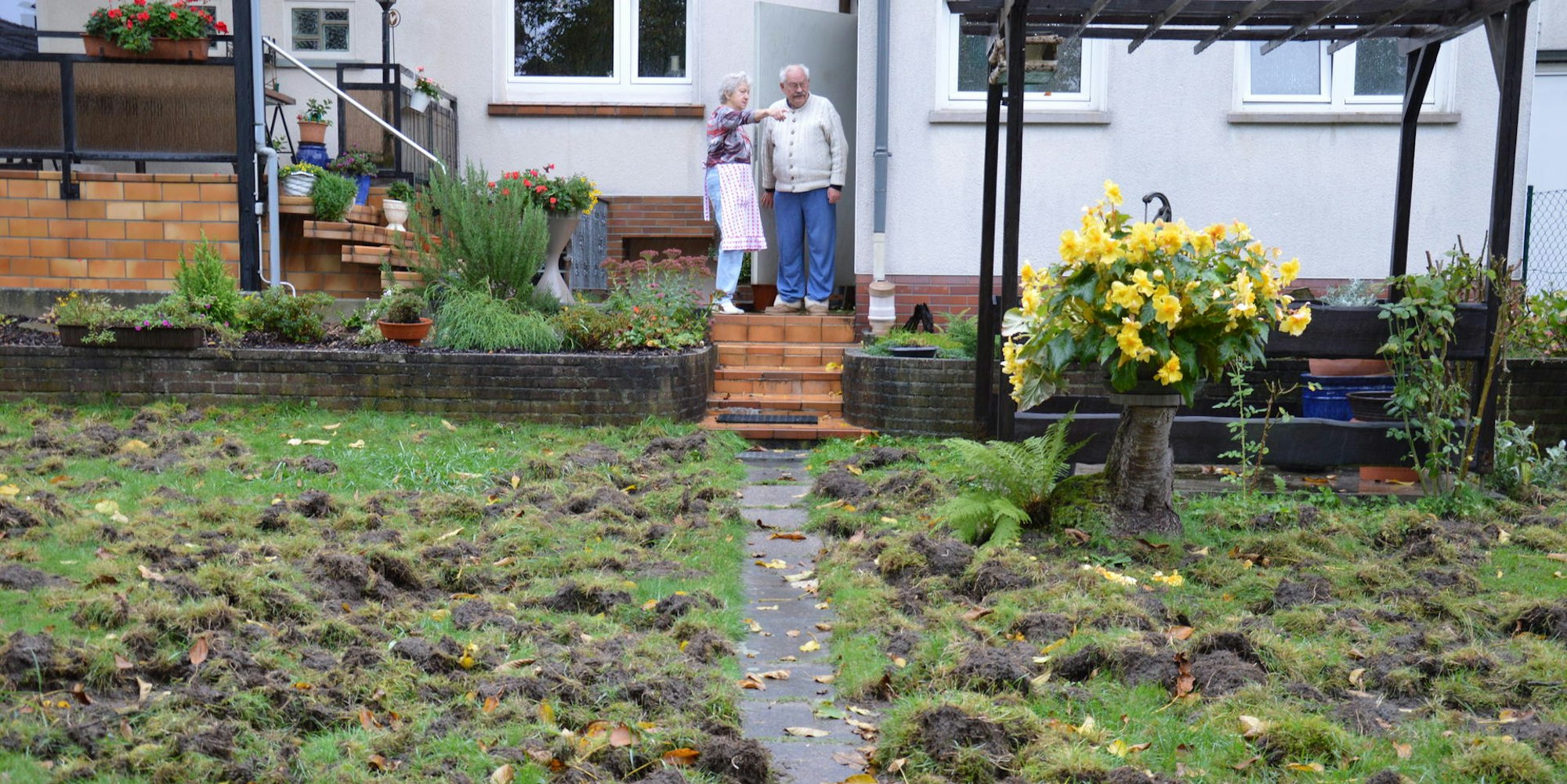 Wildschwein im Garten