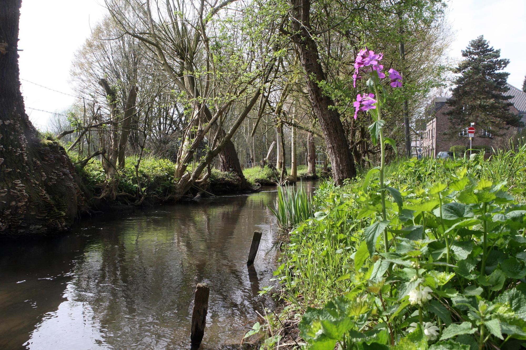 BG_Strundeweg_0984_Frühling