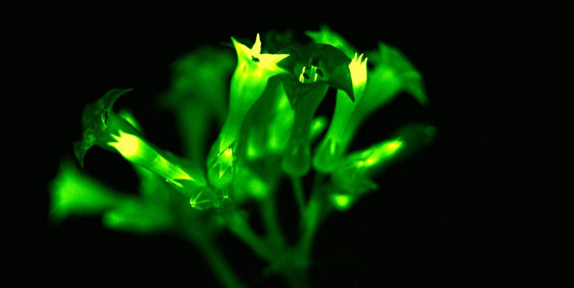 Leucthende Pflanze 1