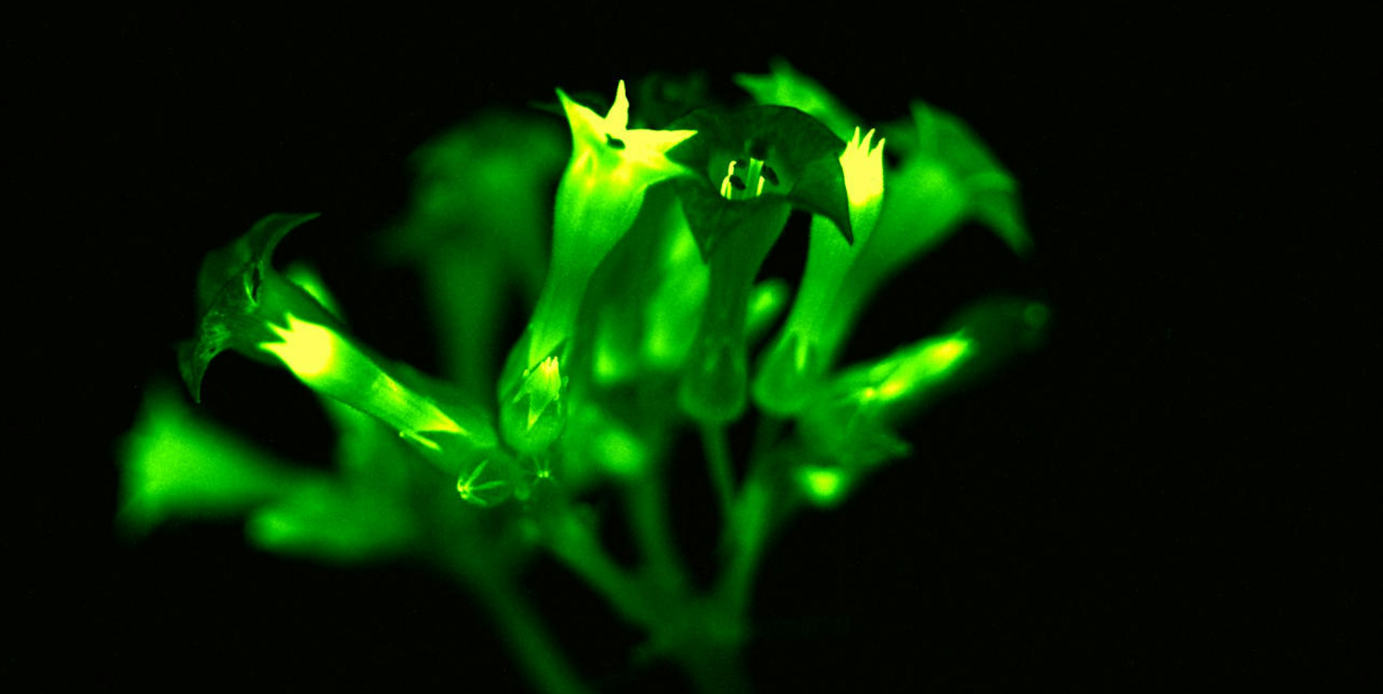 Leucthende Pflanze 1