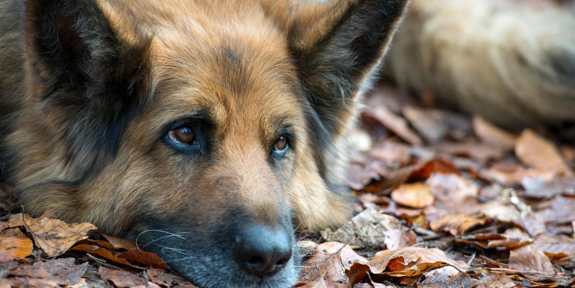 Hund Haustier Klima dpa