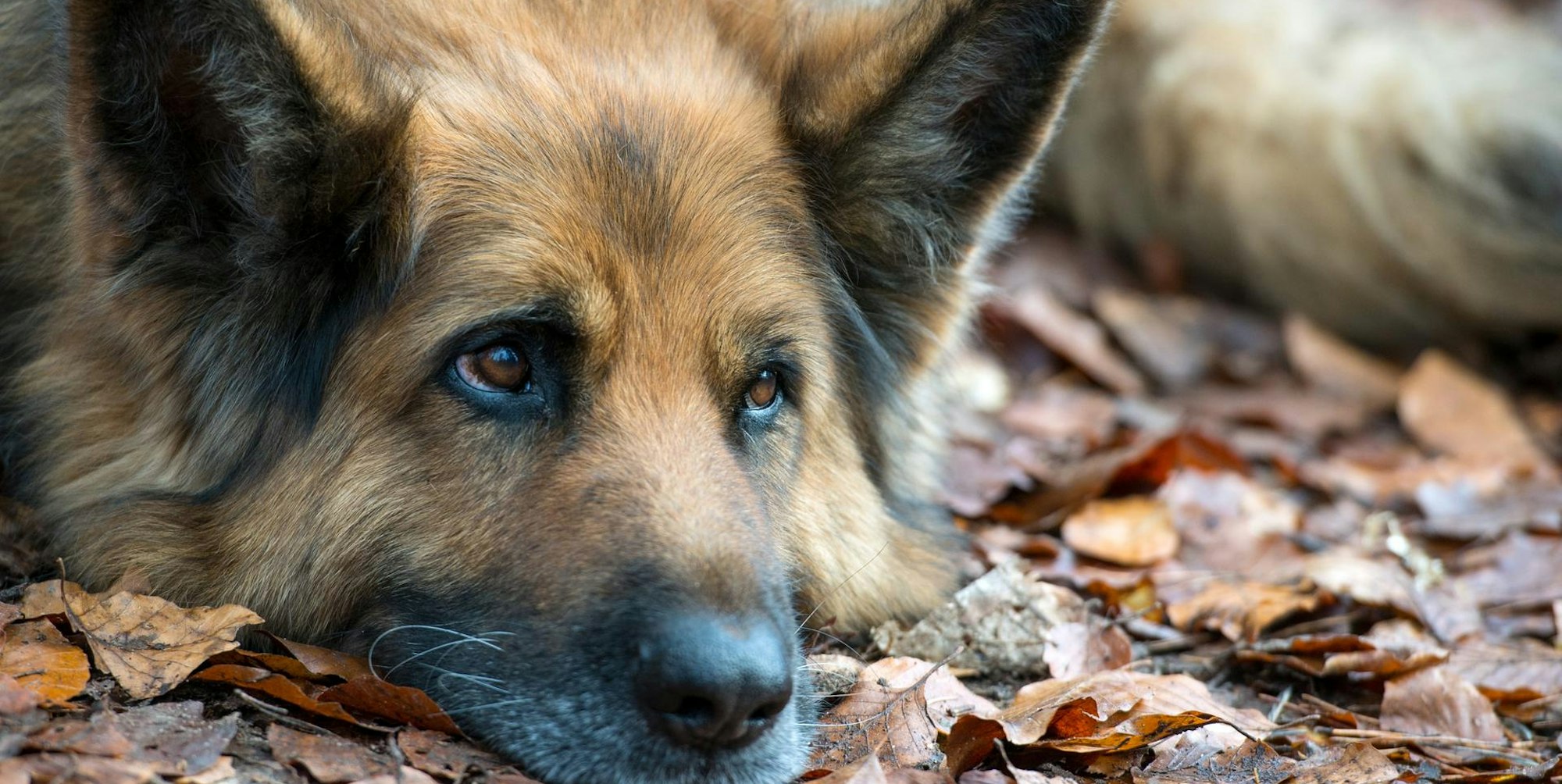 Hund Haustier Klima dpa