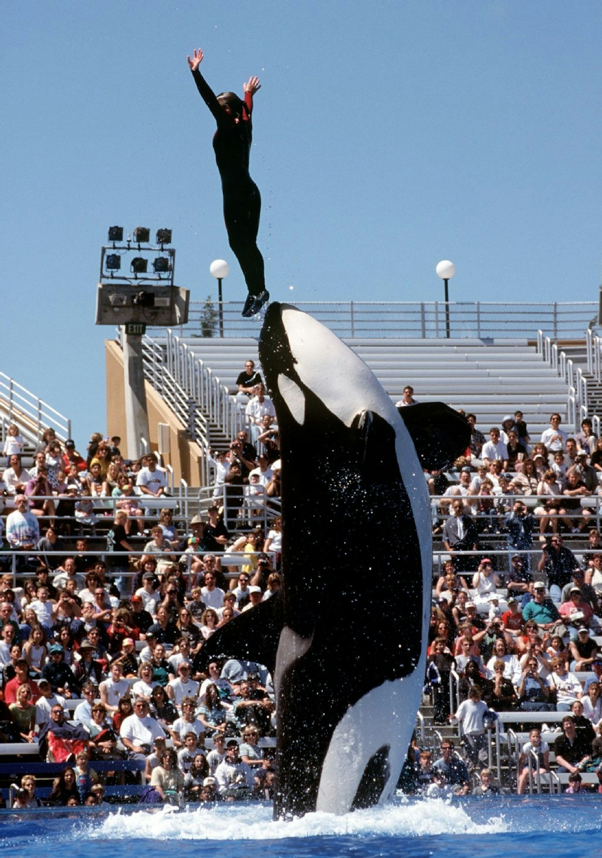 Eine Dompteurin steht während einer Show im Freizeitpark „Sea World“ im kalifornischen San Diego auf dem Maul eines Orca-Wals.