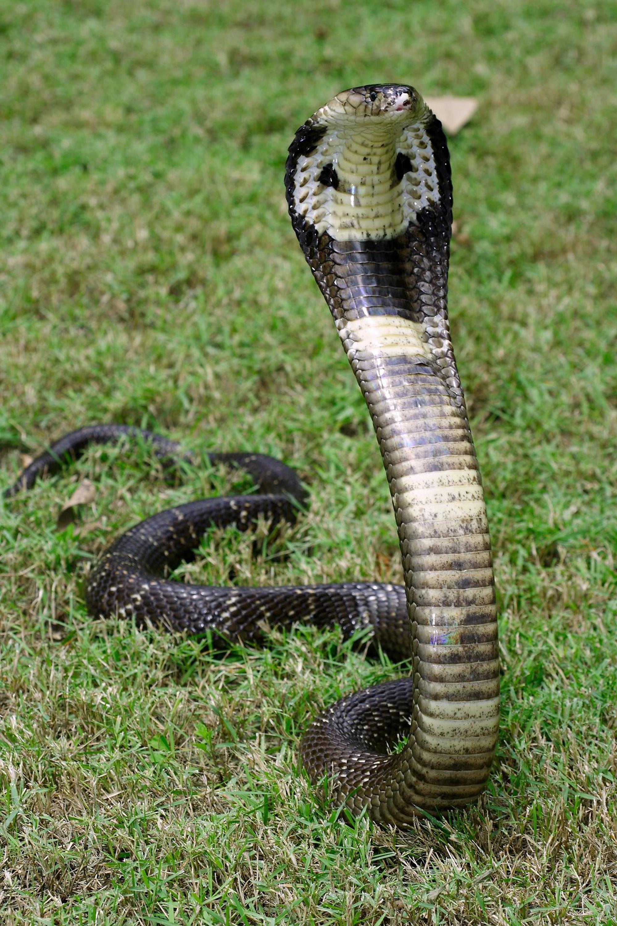 Monokelkobra