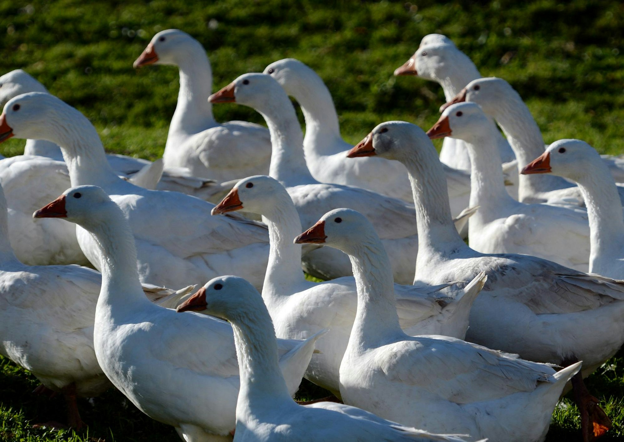 Gänse auf einer Wiese.