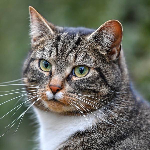 Katze Symbol