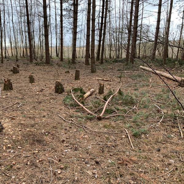 Hambacher_Forst_Baumstümpfe