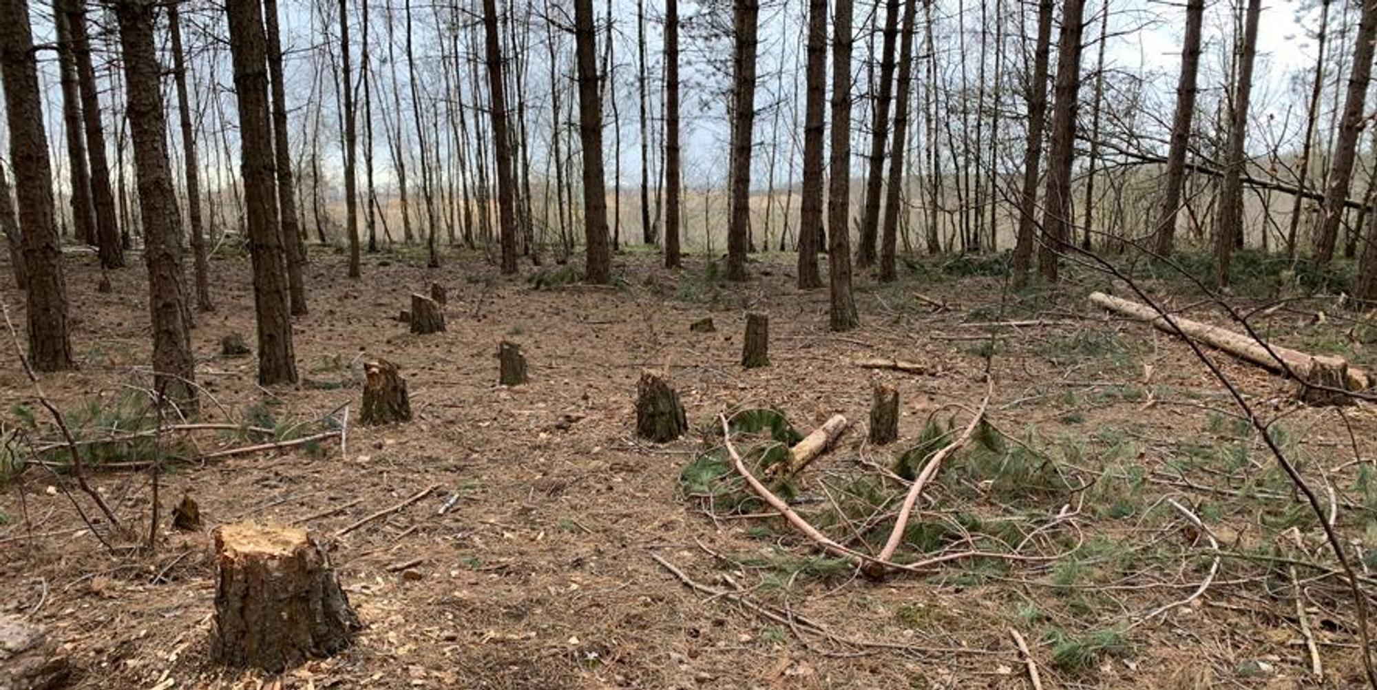 Hambacher_Forst_Baumstümpfe