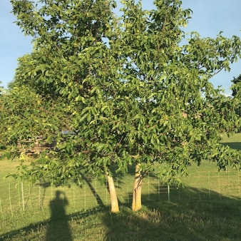 Heidschnucke3_Eifel_ErnstFriedrich_Campspace