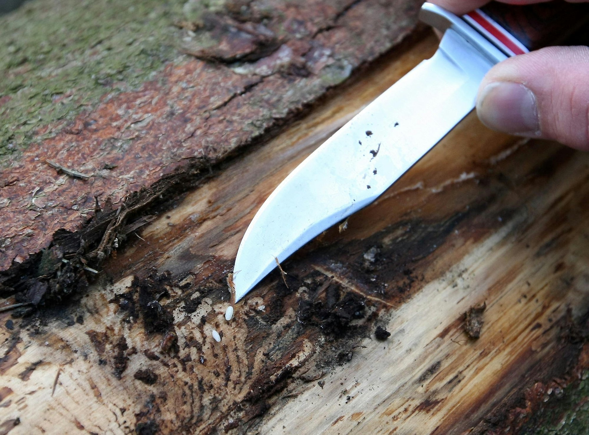 borkenkaeferpolizei 1